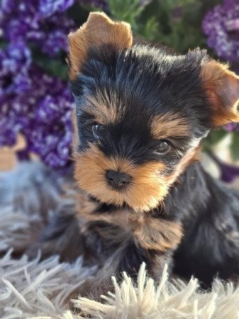 Yorkshire terrier