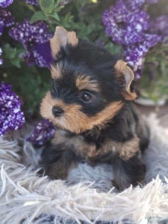 Yorkshire terrier