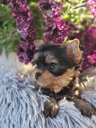 Yorkshire terrier