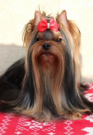 Yorkshire terrier