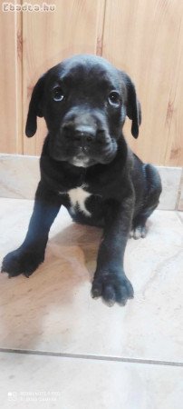 Cane corso kiskutyák eladók