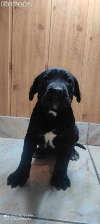 Cane corso kiskutyák eladók