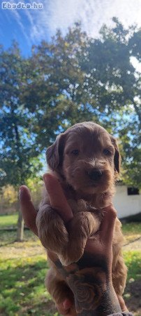 Goldendoodle