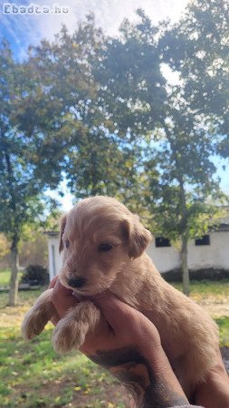 Goldendoodle