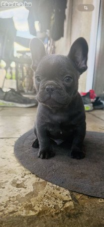 Francia bulldog kisfiúk