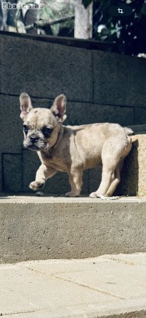 Francia bulldog kisfiúk
