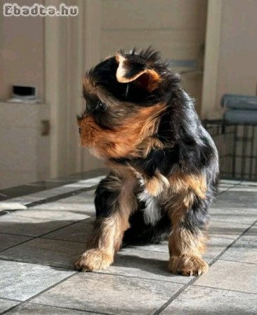 Yorkshire terrier kölyök