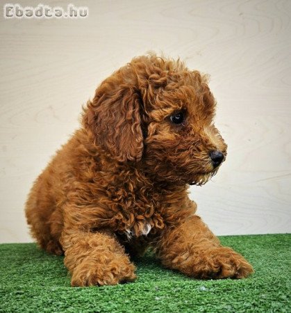 Törpe uszkár kiskutya