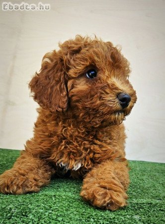 Törpe uszkár kiskutya