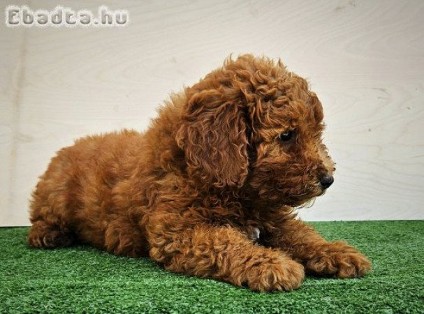 Törpe uszkár kiskutya