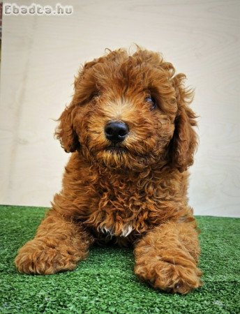 Törpe uszkár kiskutya