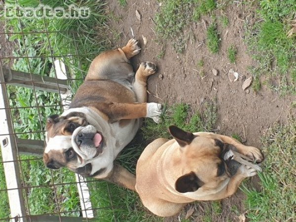 Eladó 9hónapos angol bulldog kutyud