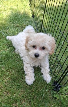 Maltipoo