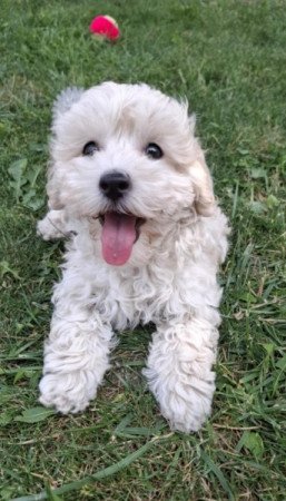 Maltipoo