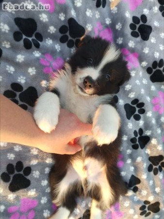 Törzskönyves Border Collie Kiskutyák