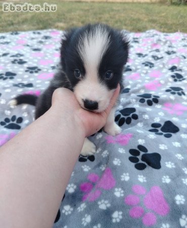 Törzskönyves Border Collie Kiskutyák