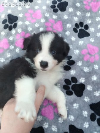Törzskönyves Border Collie Kiskutyák