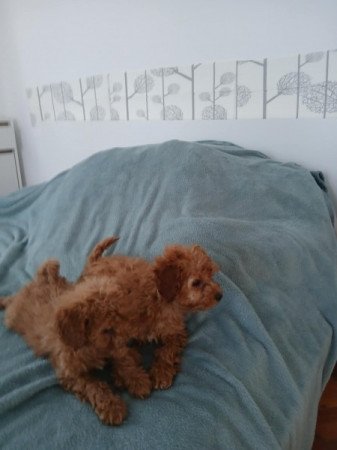 Vörös törpe uszkár