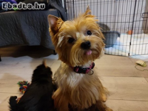 Yorkshire terrier kiskutyák eladók