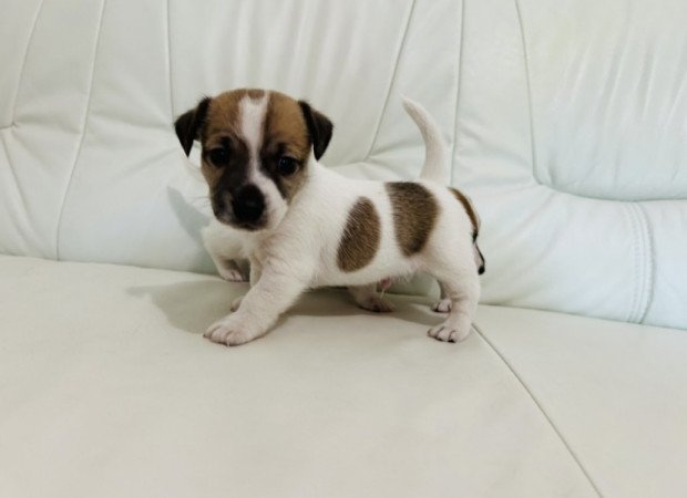 Jack russell