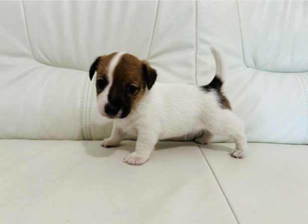 Jack russell