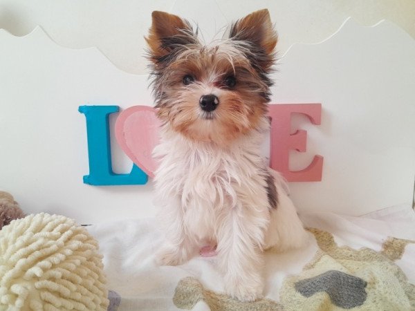 Yorkshire terrier kisfiú (yorki)