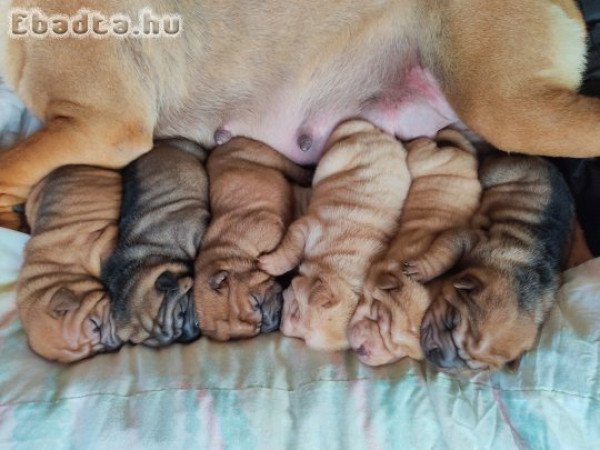 Shar pei