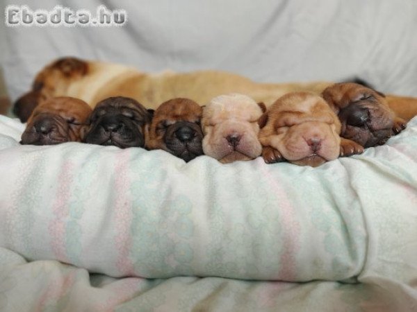 Shar pei