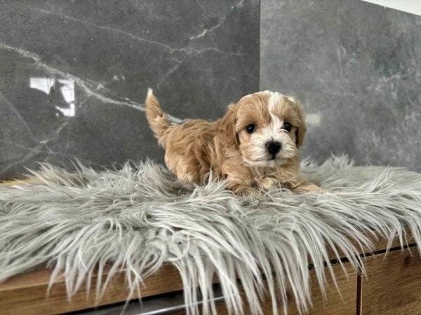 Maltipoo
