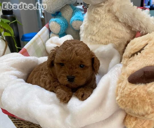 Vörös maltipoo kisfiú