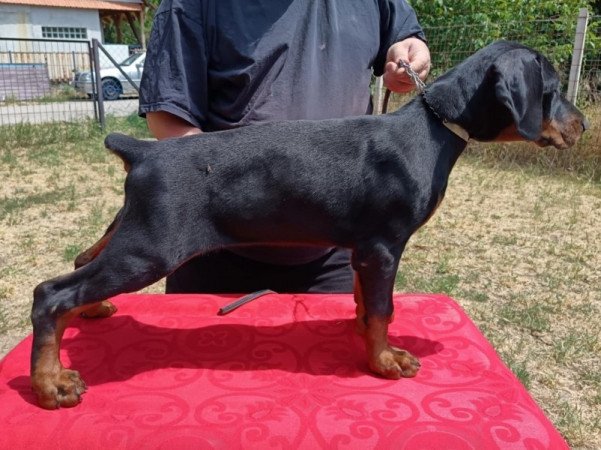 Dobermann