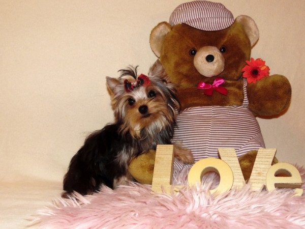 Yorkshire Terrier, Yorki