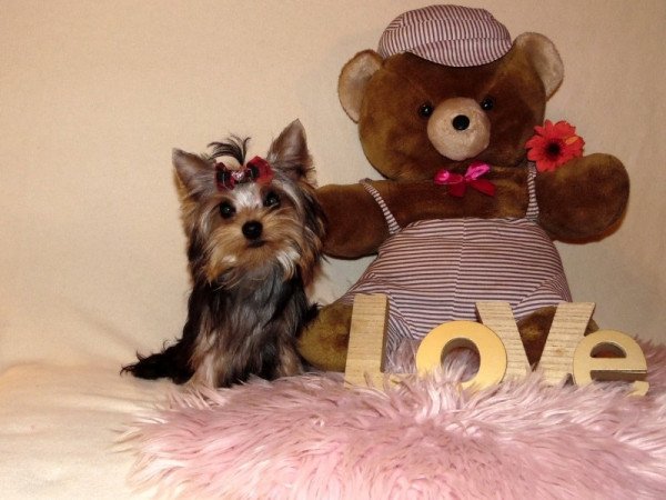 Yorkshire Terrier, Yorki
