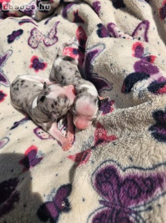 Foglalható merle csivava kölykök