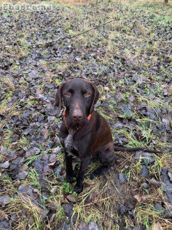 Német vizsla fajtiszta  1 éves kan