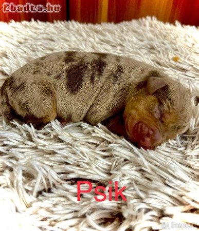 Louisiana Catahoula Leopard Dog