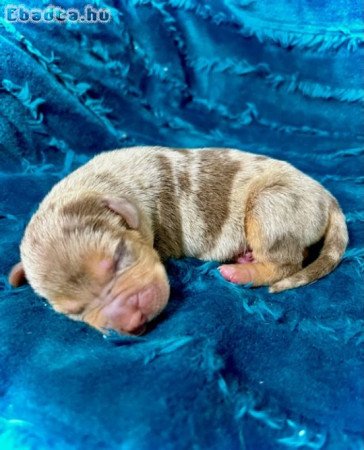 Louisiana Catahoula Leopard Dog