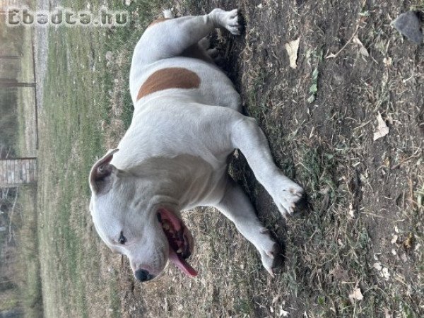 Amerikai Staffordshire Terrier