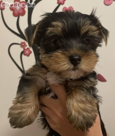 Yorkshire terrier kanok