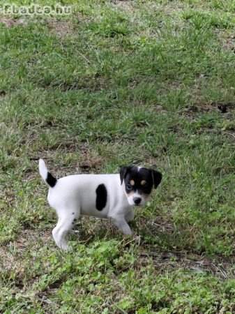 parson russel terrier kölykök