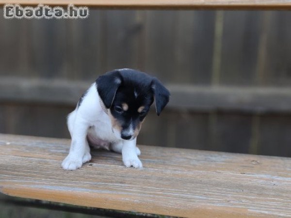 parson russel terrier kölykök