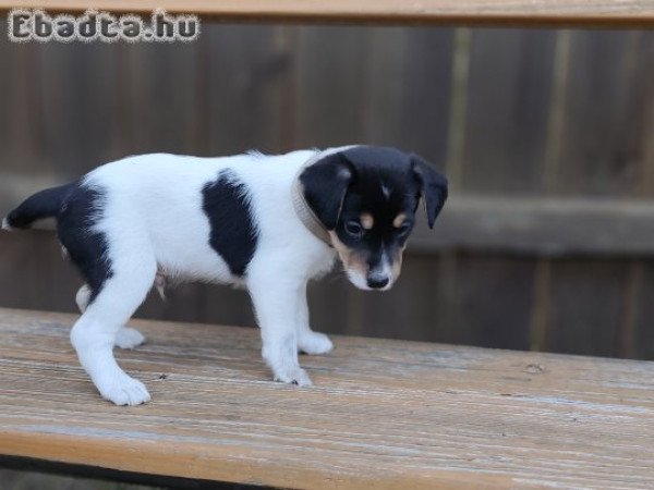 parson russel terrier kölykök