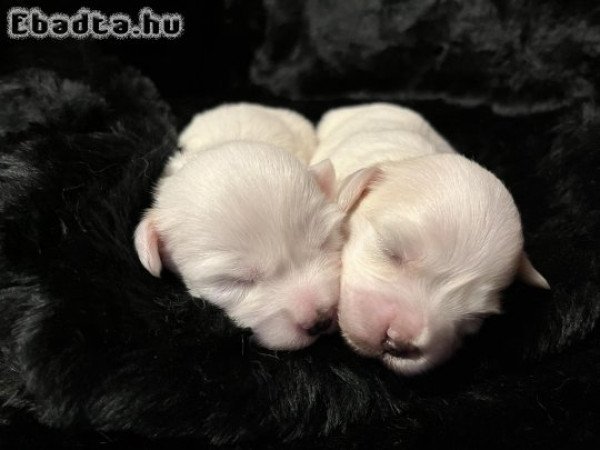 Coton de Tulear kölykök