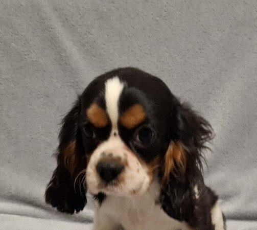 Cavalier King Charles spániel