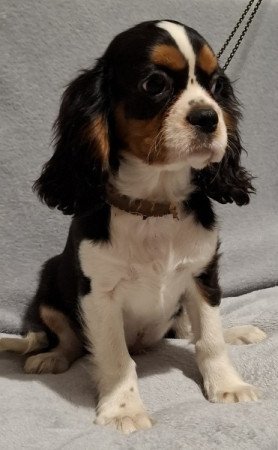 Cavalier King Charles spániel