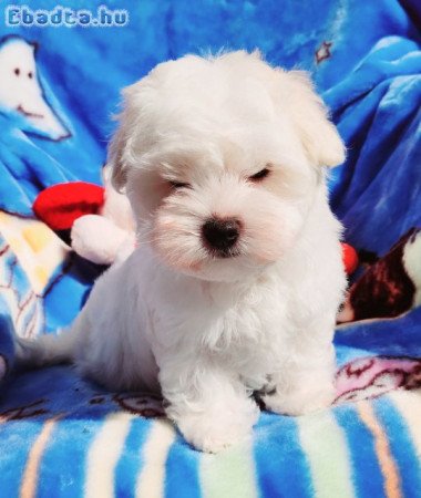 Gyönyörűszép  Bichon Havanese kiskutyák eladók