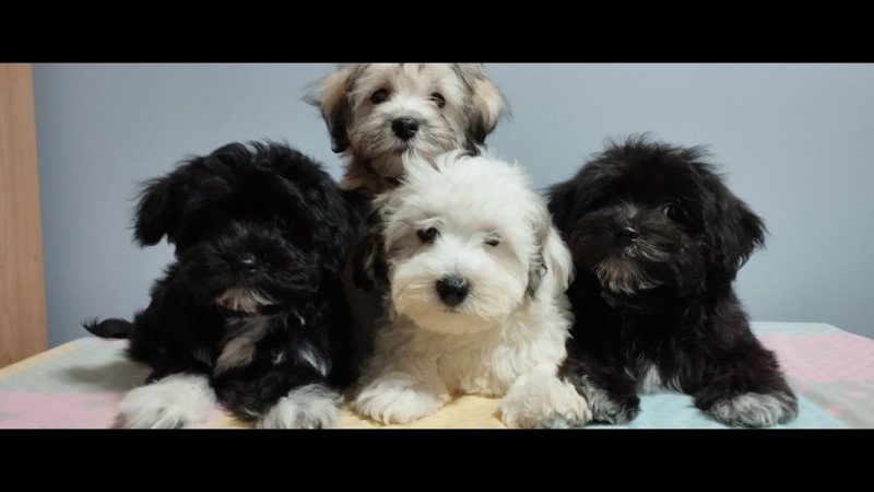Bichon Havanese