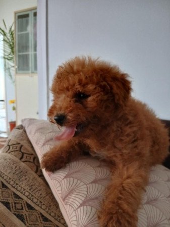 Vörös törpe uszkár