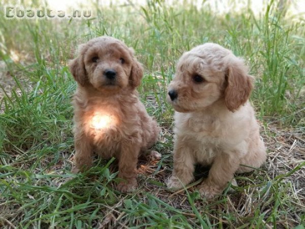 red apricot eladó uszkár törpe közép