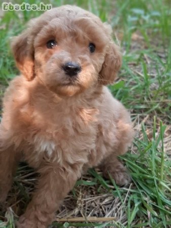 red apricot eladó uszkár törpe közép